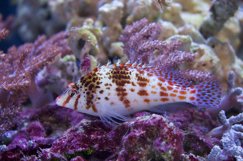 Accidental Discovery Of An Enormous Ancient fish