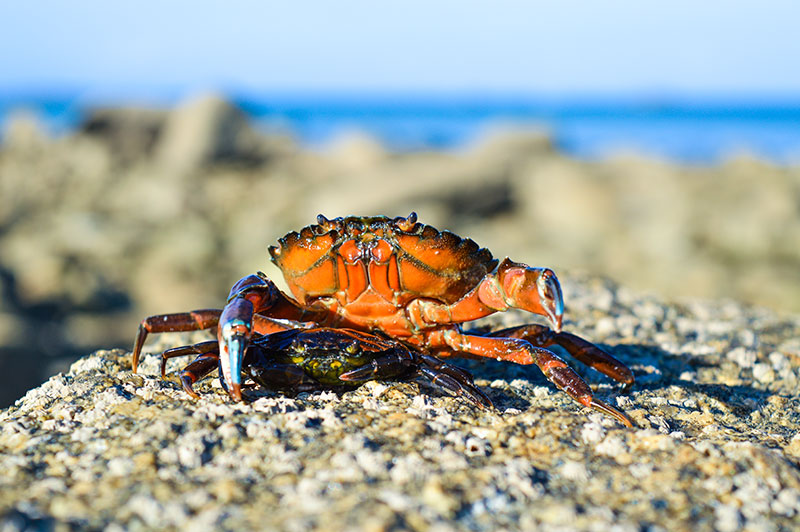 Benefits In Managing Crabs And Lobster Will Offer Lasting Benefits, Study Shows