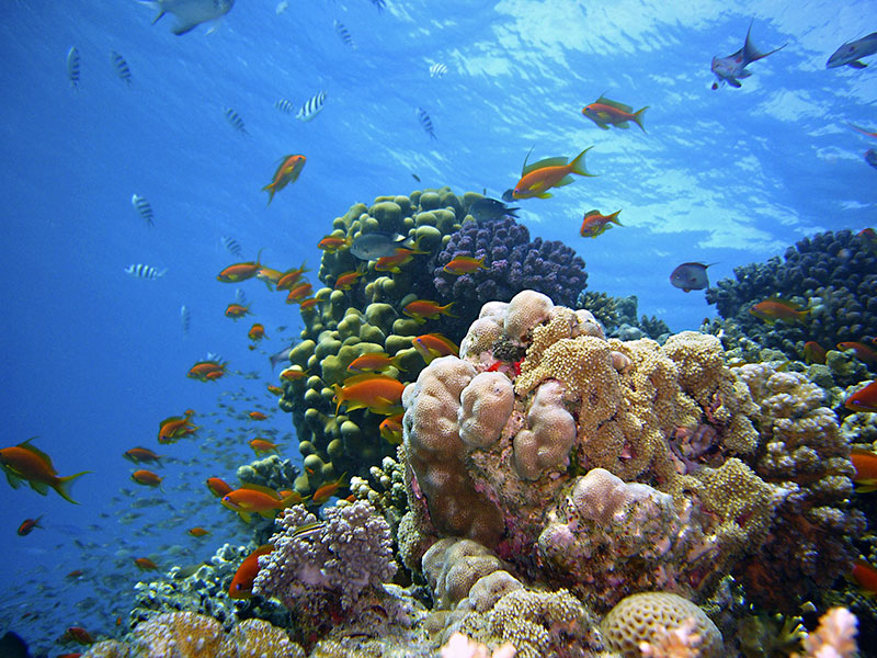 Understanding The Survival Of Living corals: Quantum leaps