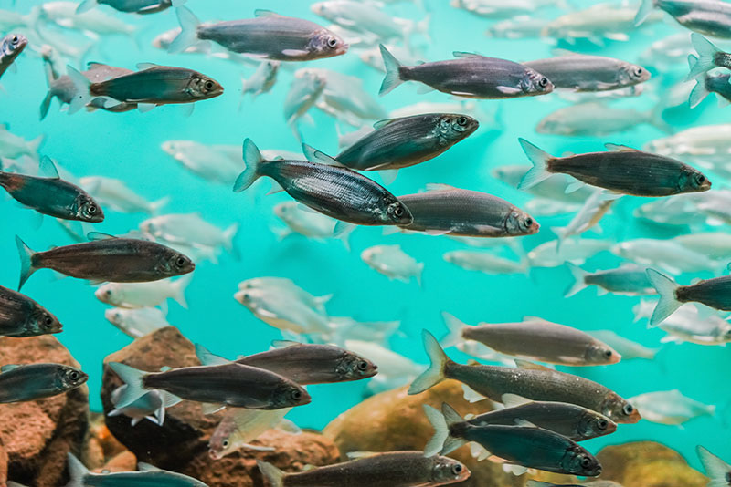 Research Uncovers The Significant Role Of Fishes In Carbon Contribution